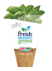 Live Basil