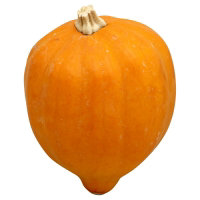 Squash Golden Acorn