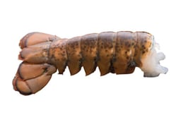 Lobster Tail Raw 14-16 Oz Frozen 1 Count - Each