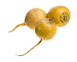 Yellow Waxed Turnip
