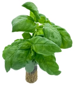 Basil - 7 OZ